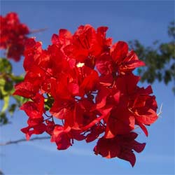 Bougainvillea, Red